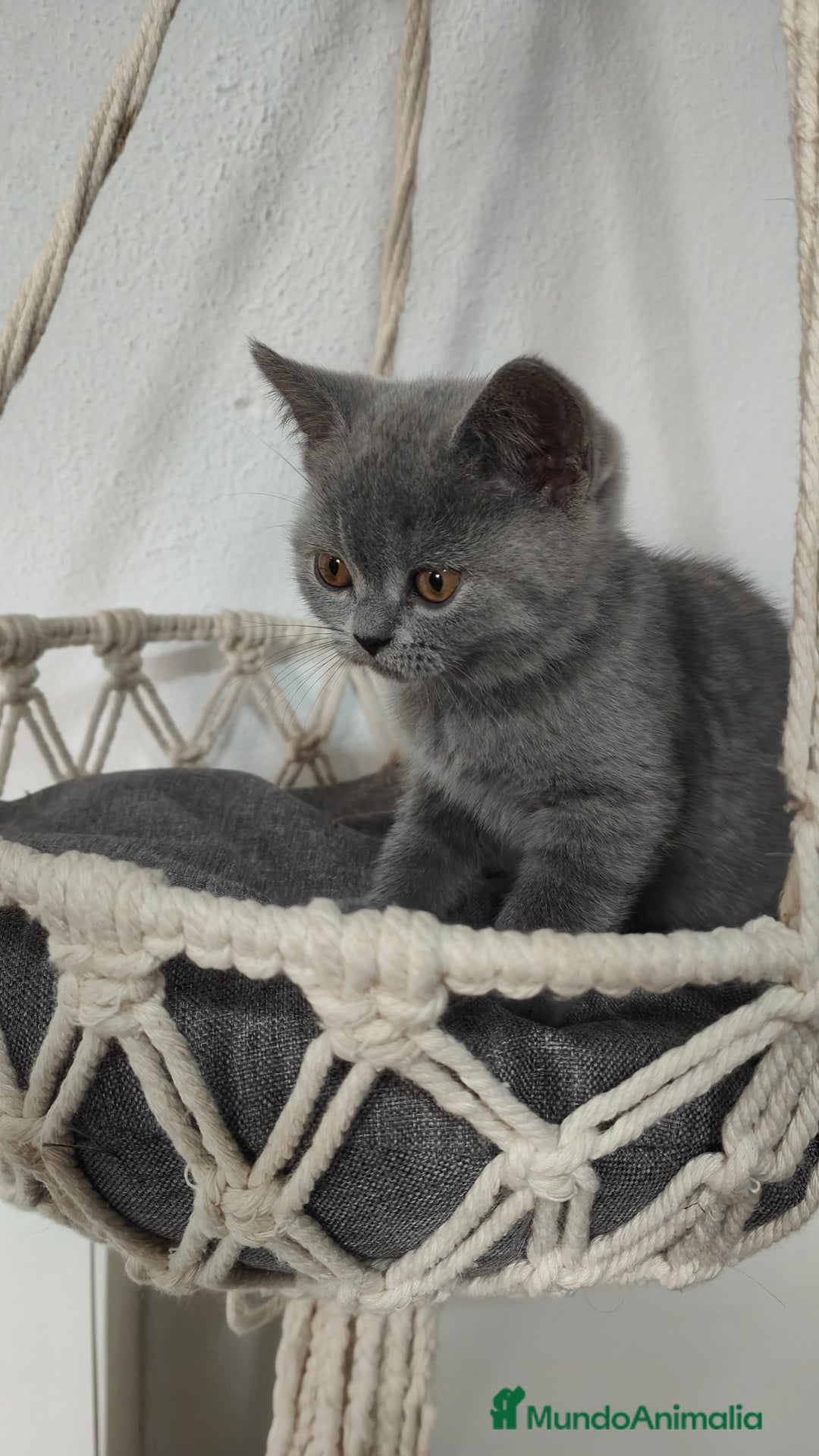 Británico de Pelo Corto gatos en venta: Gato British shorhair  en Salamanca - Imagen 1
