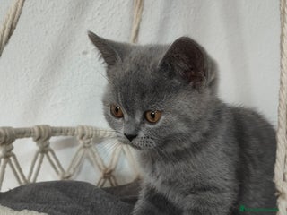 Británico de Pelo Corto gatos en Salamanca - Anuncio 33