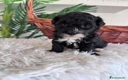 Caniche Toy perros en venta: CANICHE TOY HEMBRA - Imagen 14