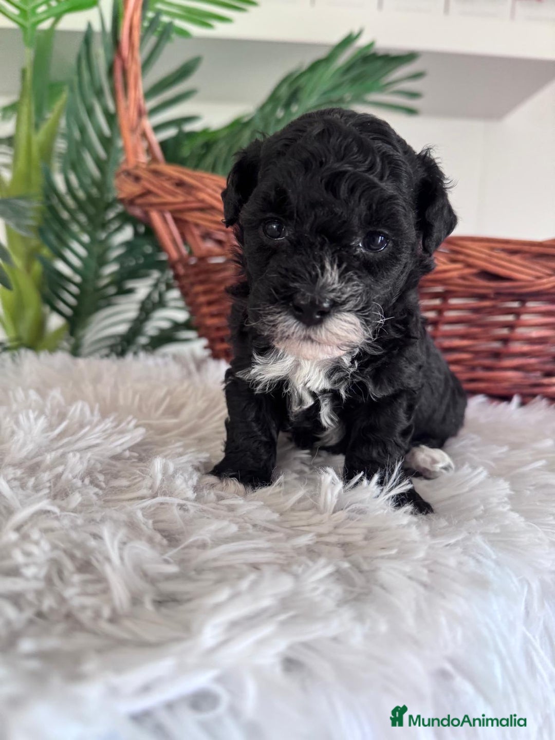 Caniche Toy perros en venta: CANICHE TOY HEMBRA - Imagen 14