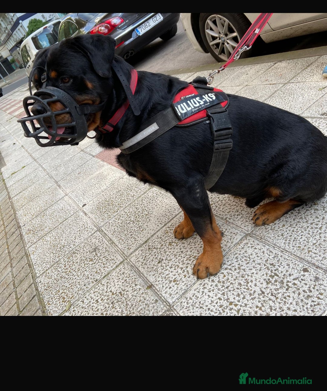 Rottweiler perros en venta: ROTTWEILER, ENTREGA INMEDIATA  - Anuncio 3