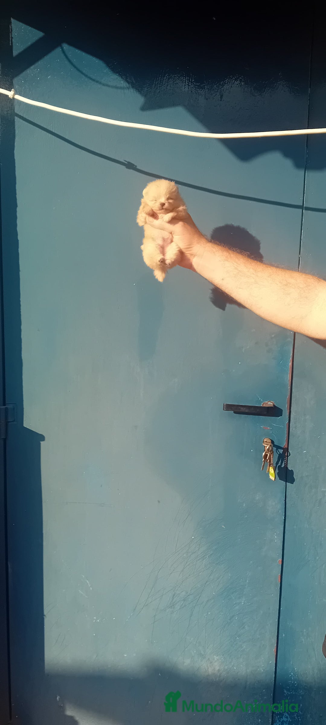 Pomerania perros en venta: ⚜️ Pomerania ositos Boo 🐾⚜️ - Imagen 3