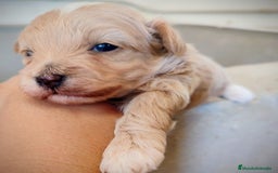 Maltipoo perros en venta: Maltipoo cachorros  - Anuncio 3