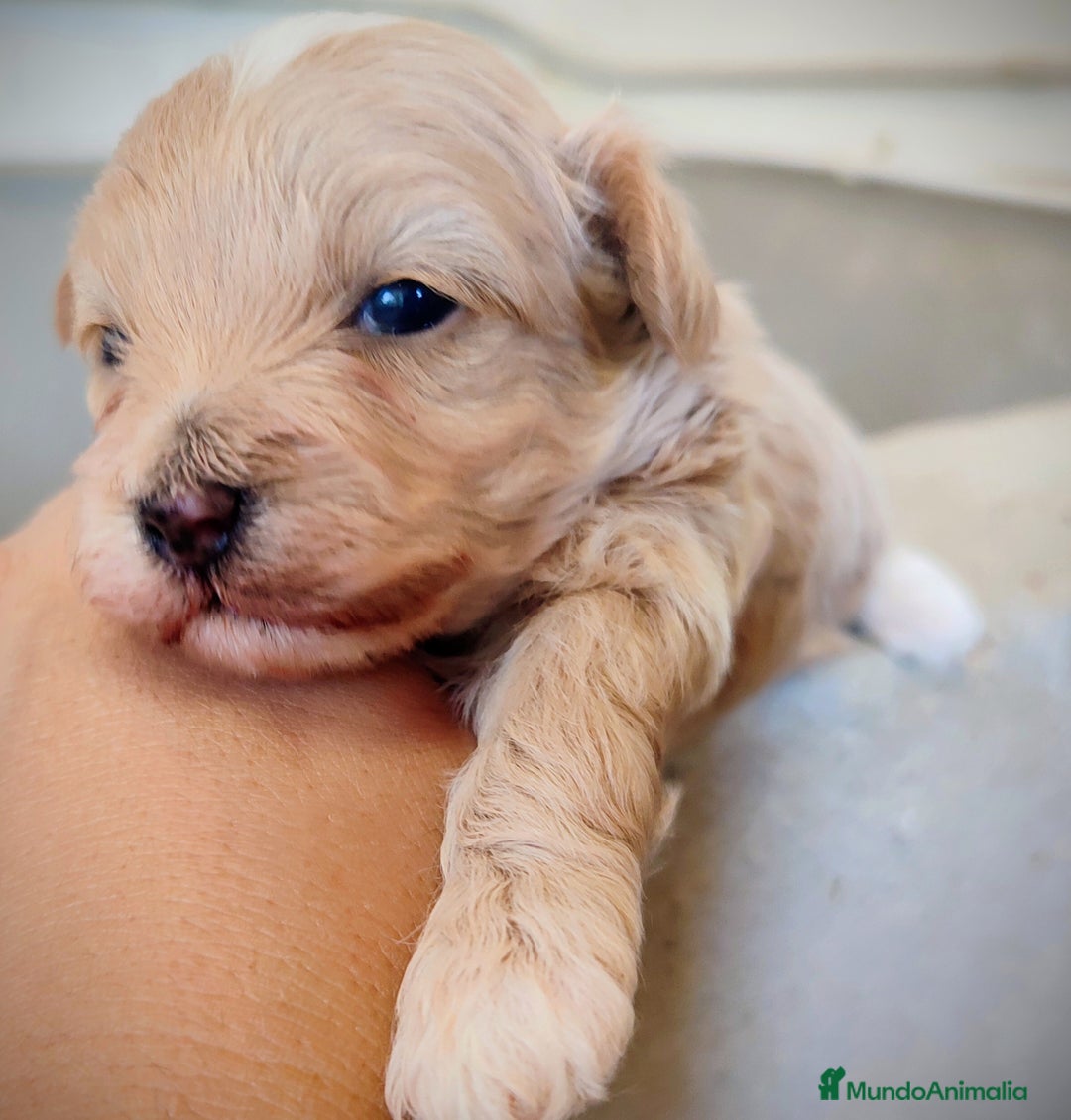 Maltipoo perros en venta: Maltipoo cachorros  - Anuncio 3