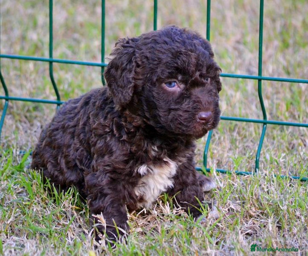 Perro de Agua Español perros en venta: Camada perro de agua español  - Anuncio 2