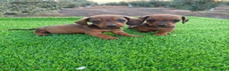 Teckel Miniatura perros en venta: Teckel miniatura - Anuncio 3