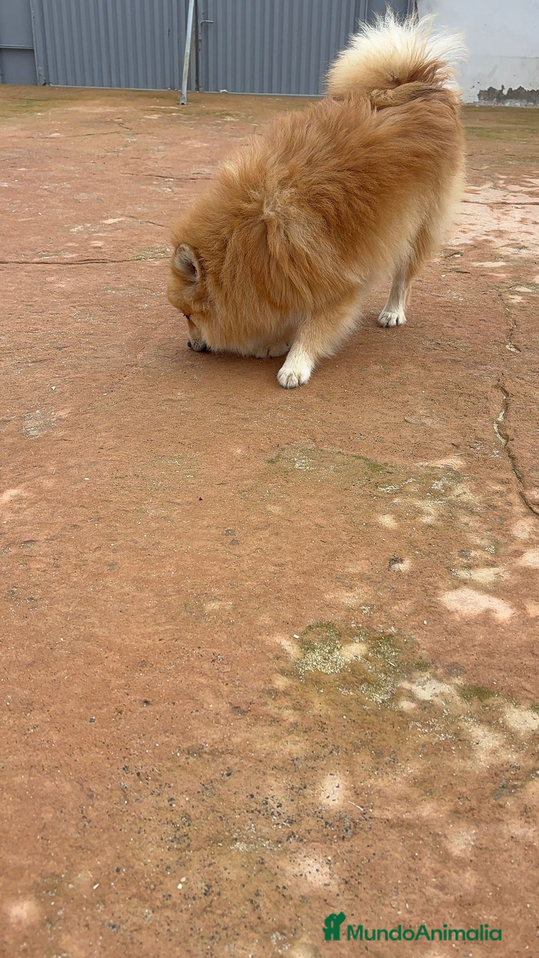 Pomerania perros en venta: Último pomerania  - Anuncio 13