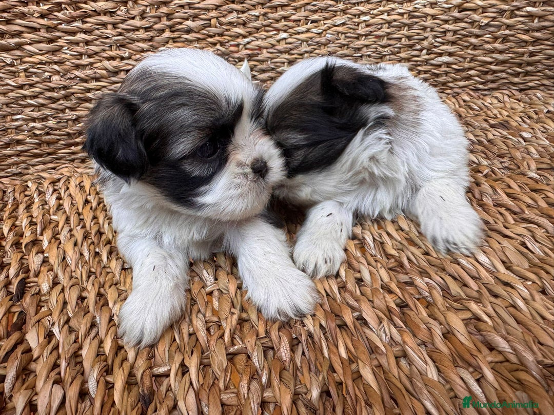 Shih Tzu perros en venta: Shih tzu bicolor - Imagen 8