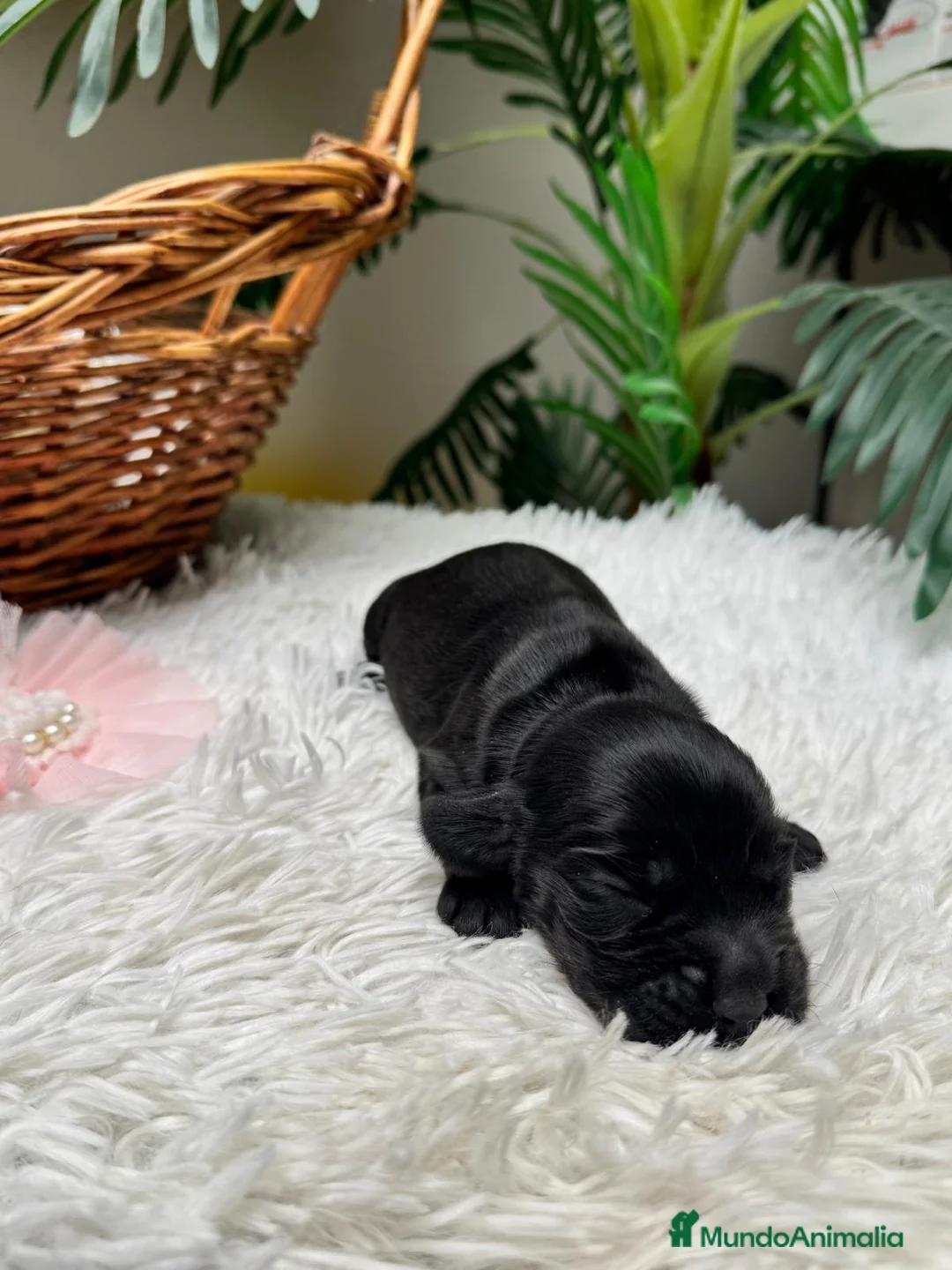 Cocker Spaniel Inglés perros en venta: COCKER HEMBRA - Anuncio 13
