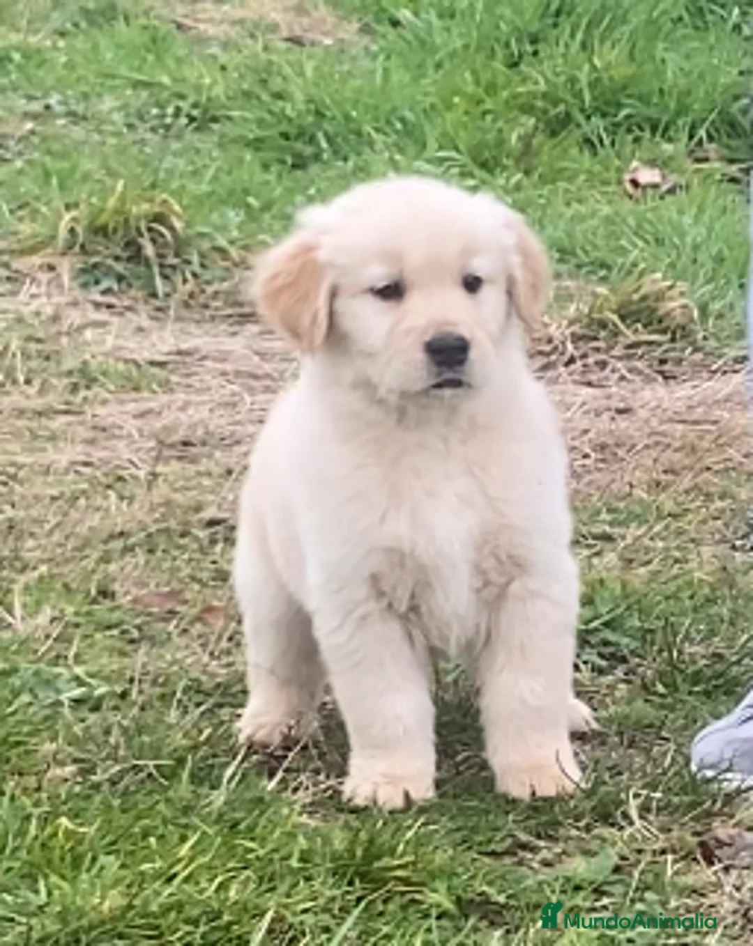 Golden Retriever perros en venta: Golden americano  - Anuncio 5