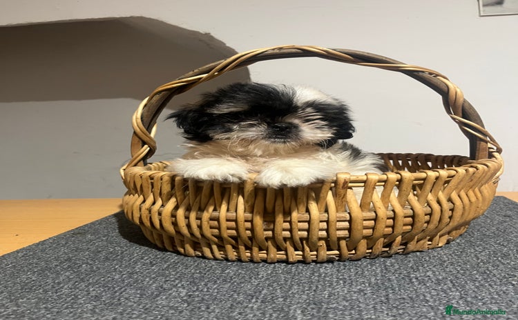 Shih Tzu perros - Anuncio 1