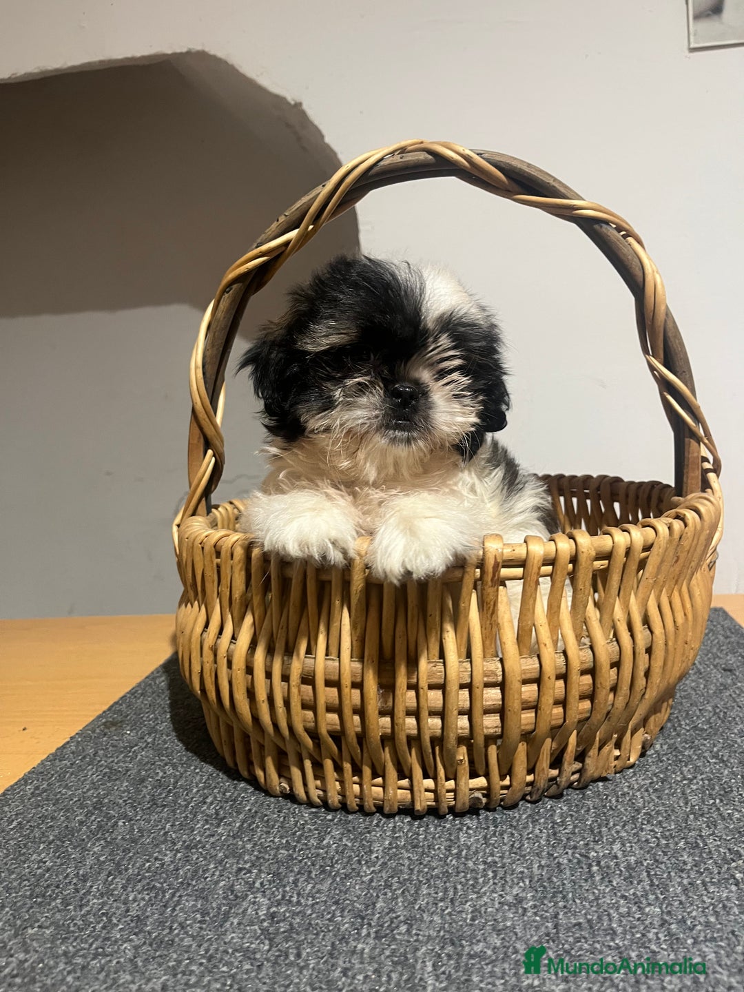 Shih Tzu perros en venta: Shih tzu - Imagen 1