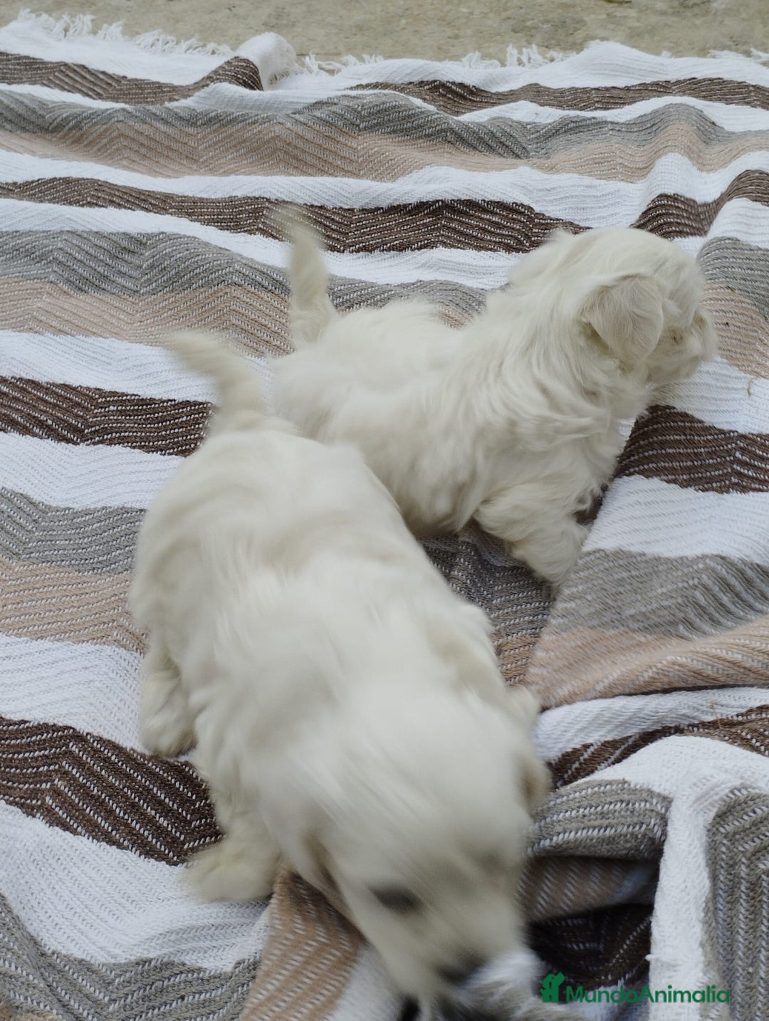 Bichón Maltés perros en venta: Macho bicho maltes  - Imagen 8