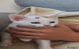 Otras razas gatos en venta: Cruce de gato persa - Imagen 10