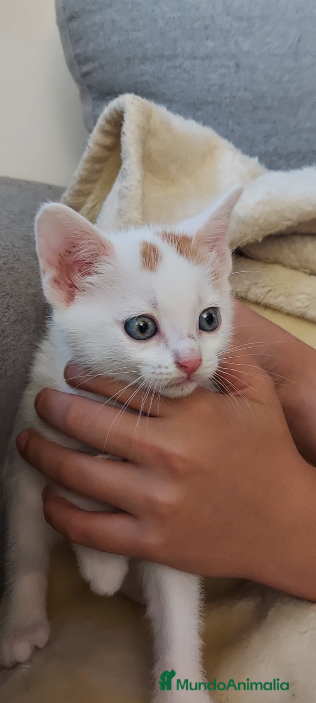 Otras razas gatos en venta: Cruce de gato persa - Imagen 10