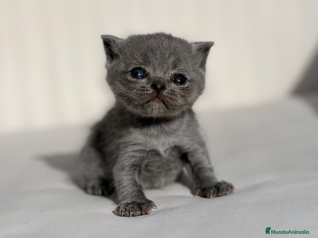 Británico de Pelo Corto Azul gatos en venta: PRECIOSA BRITISH SHORTHAIR AZUL - Anuncio 1