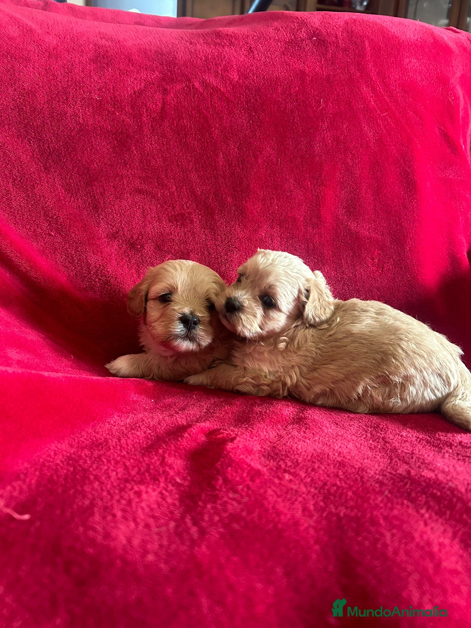 Maltipoo perros Maltipoo mini - Anuncio 30