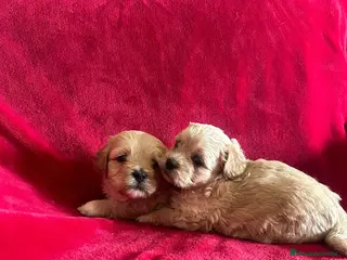 Maltipoo perros Maltipoo mini - Anuncio 30