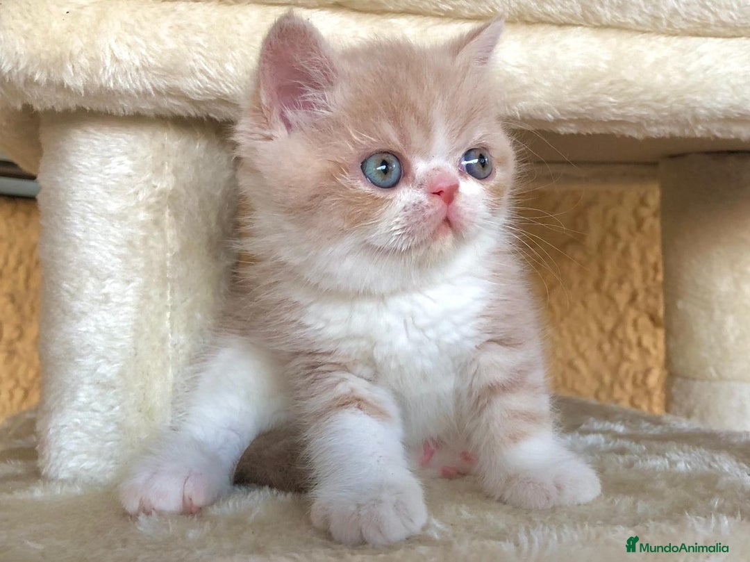 Exótico de Pelo Corto gatos en venta: Gatitos Persas Exóticos Machos - Imagen 3