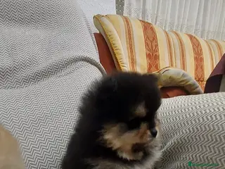 Pomerania perros pomerania - Anuncio 4