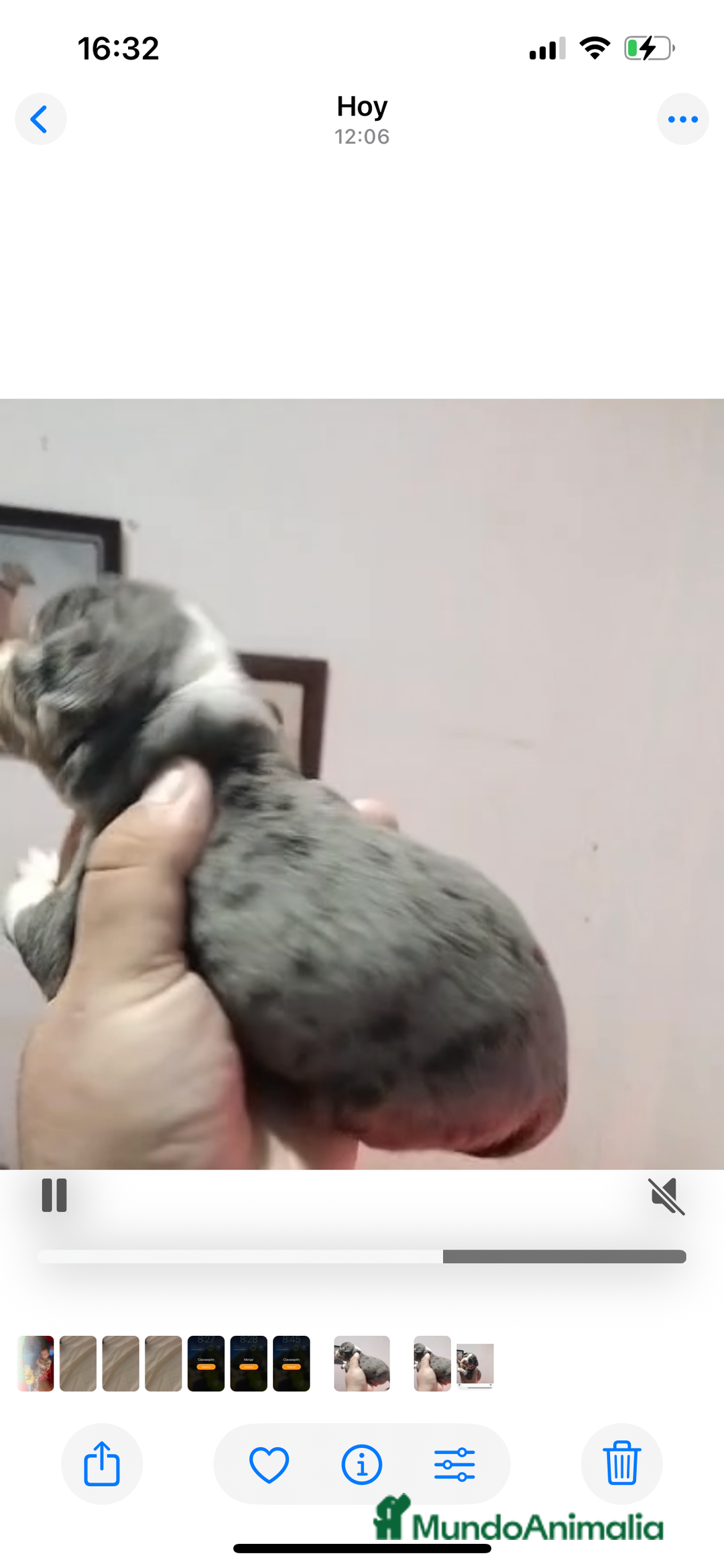 Chihuahua perros en venta: Chihuhua merle  - Anuncio 1