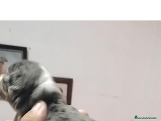 Chihuahua perros Chihuhua merle - Anuncio 1