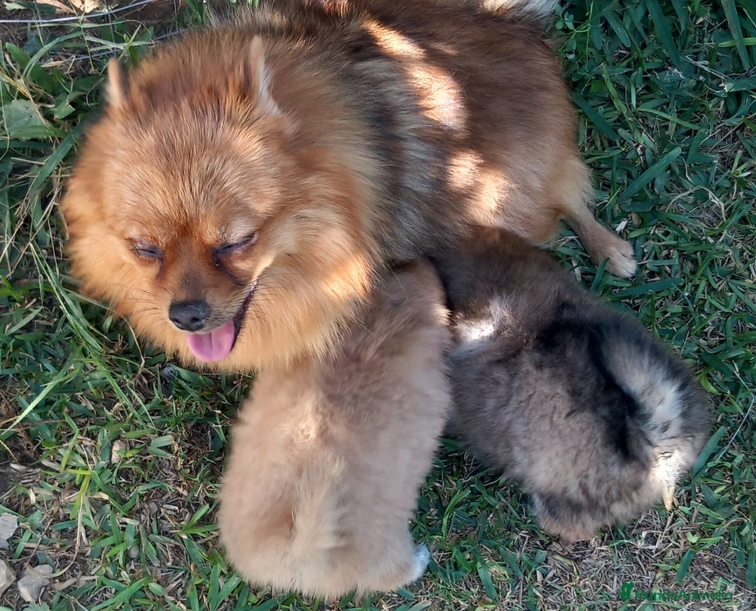 Pomerania perros en venta: Chihuahua macho - Anuncio 3