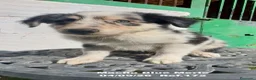 Border Collie perros en venta: Border Collie De Villa Biznaga - Anuncio 13
