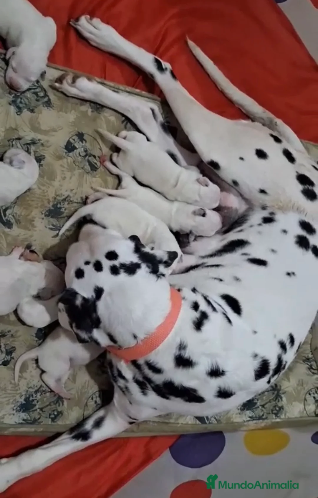 Dálmata perros en venta: Dalmata disponibles 🐾🐶 - Anuncio 3