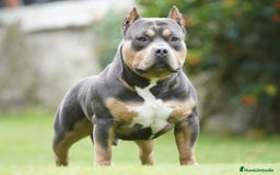 American Bully perros para monta: ABIERTO A MONTAS MACHO DE AMERICAN BULLY POCKET en Cantabria - Imagen 1