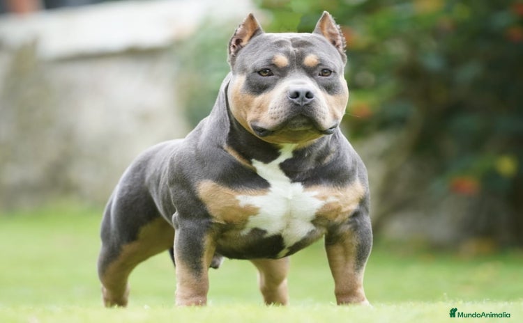 American Bully perros en Cantabria - Propaganda 2