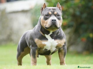 American Bully perros ABIERTO A MONTAS MACHO DE AMERICAN BULLY POCKET en Cantabria - Anuncio 16