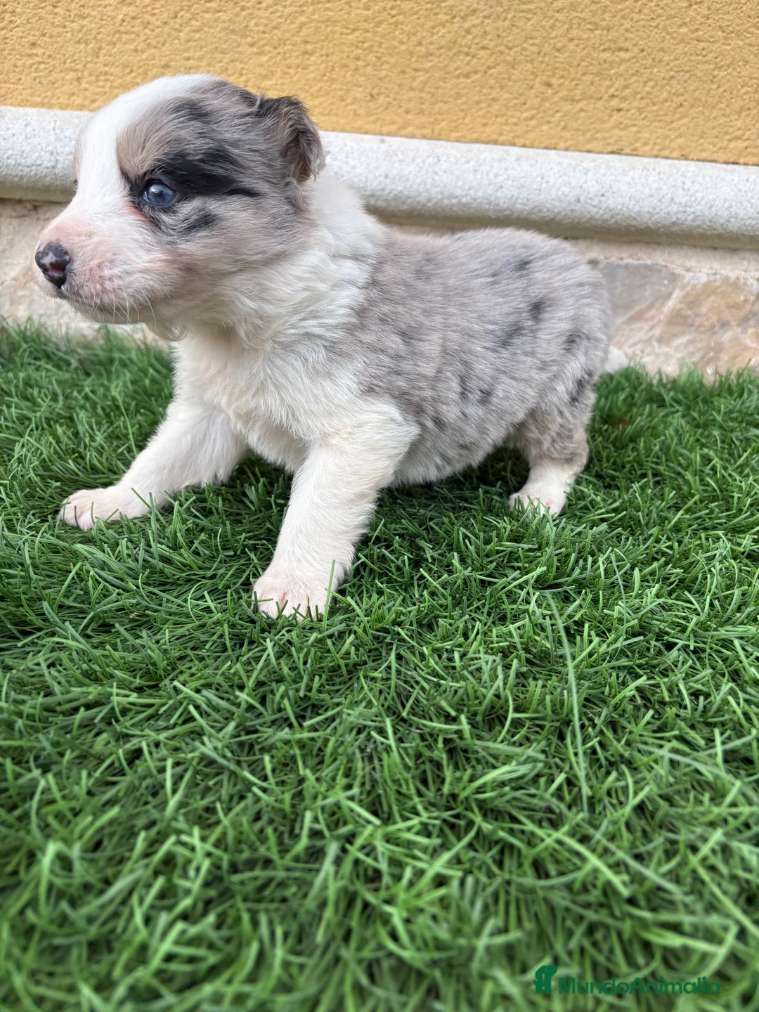 Border Collie perros en venta: Border Collie macho Merle precioso - Anuncio 20