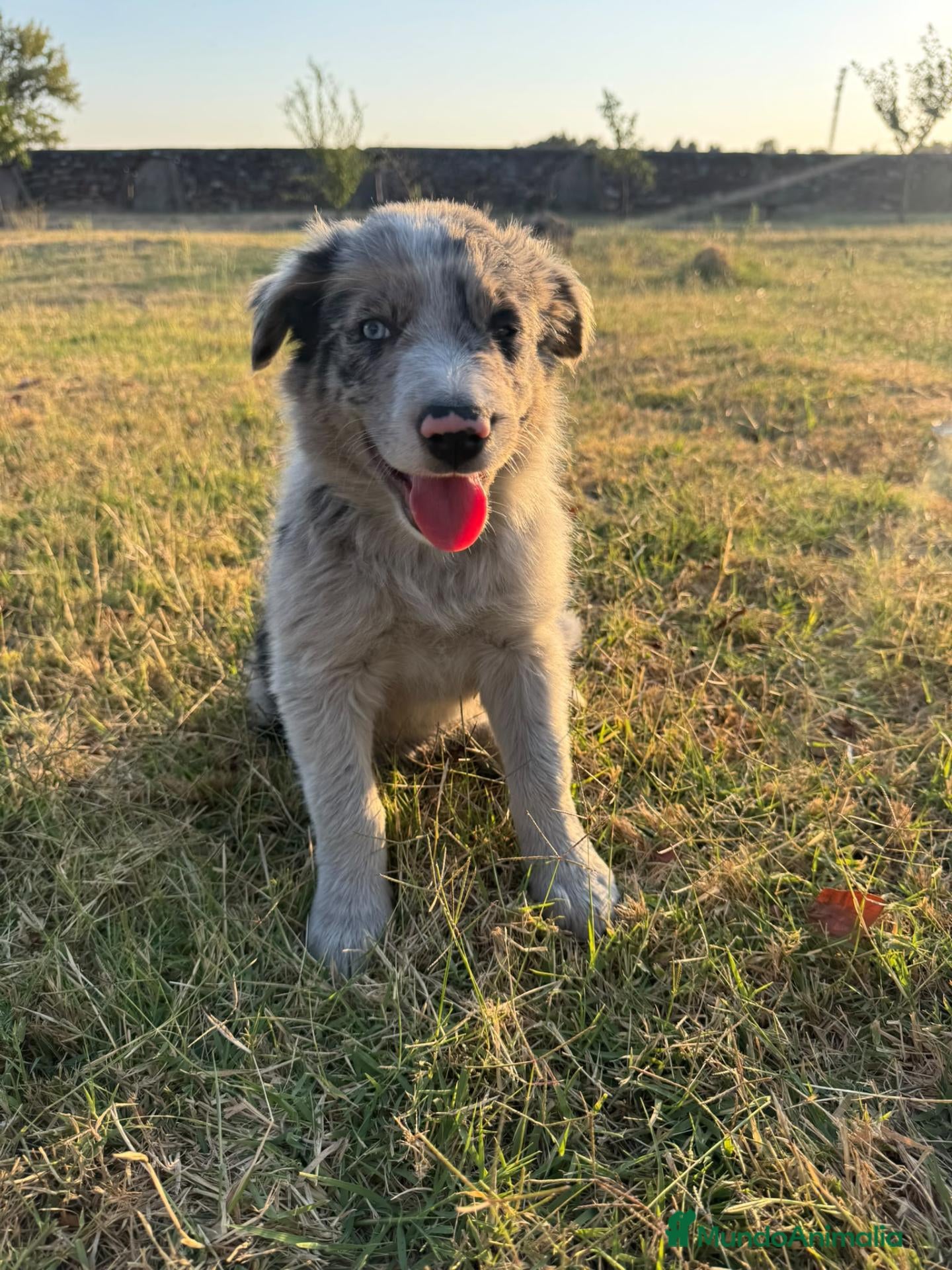 Border Collie perros Cachorros de Border Collie - Anuncio 1