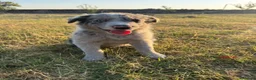 Border Collie perros en venta: Cachorros de Border Collie - Anuncio 1