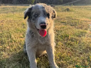 Border Collie perros Cachorros de Border Collie - Anuncio 1