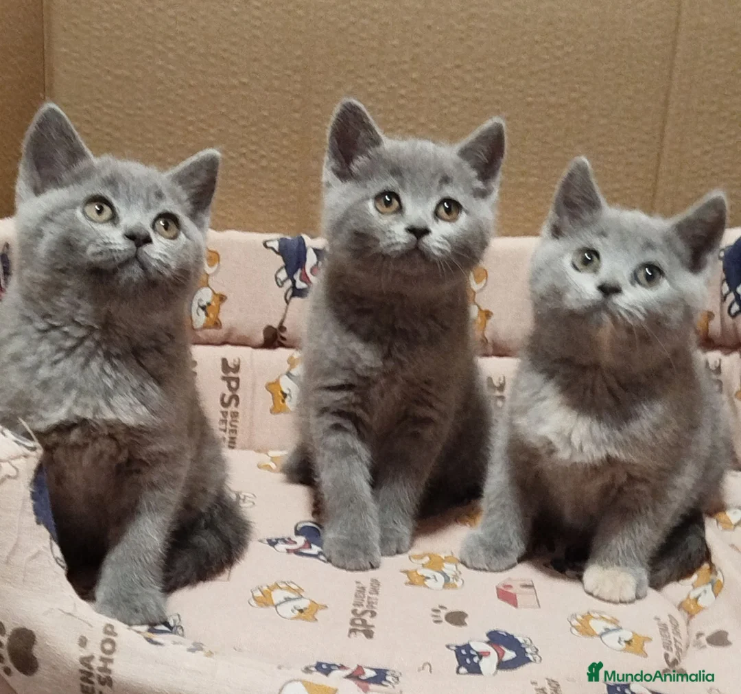 Británico de Pelo Corto gatos en venta: British Shorthair (posibilidad de envío) en Cádiz - Anuncio 2