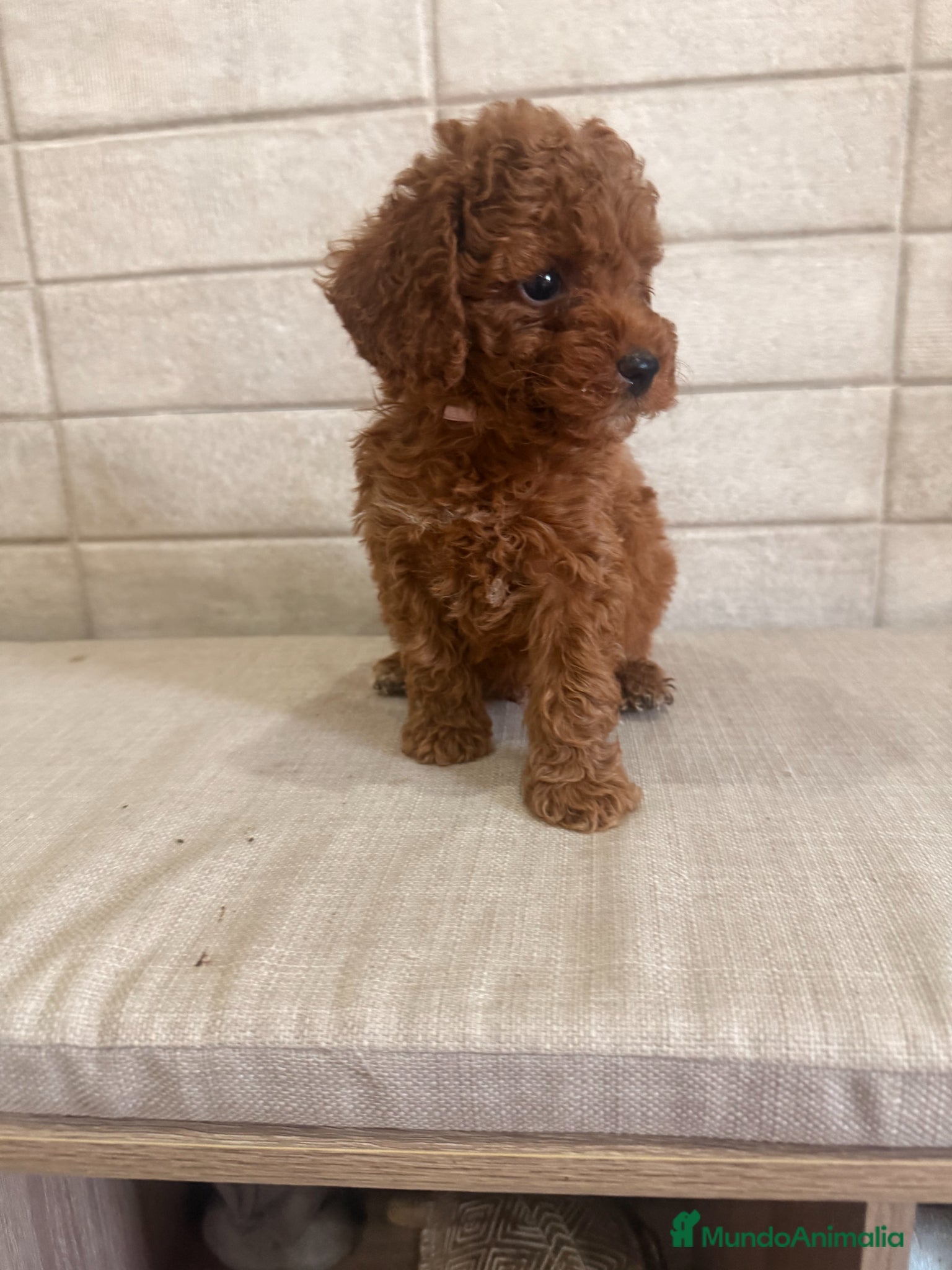 Caniche Toy perros caniche toy  - Anuncio 4