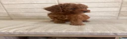 Caniche Toy perros en venta: caniche toy  - Anuncio 1