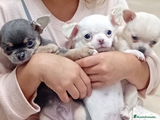 Chihuahua perros Camada de chihuahuas toy - Anuncio 33