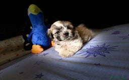 Shih Tzu perros en venta: Cachorros Shih Tzu  - Imagen 3
