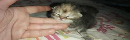 Scottish Fold gatos en venta: 2 Preciosas gatitas fold gemelas  - Anuncio 1