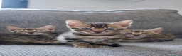 Bengalí gatos en venta: Hembra Gata Bengalí - Anuncio 3
