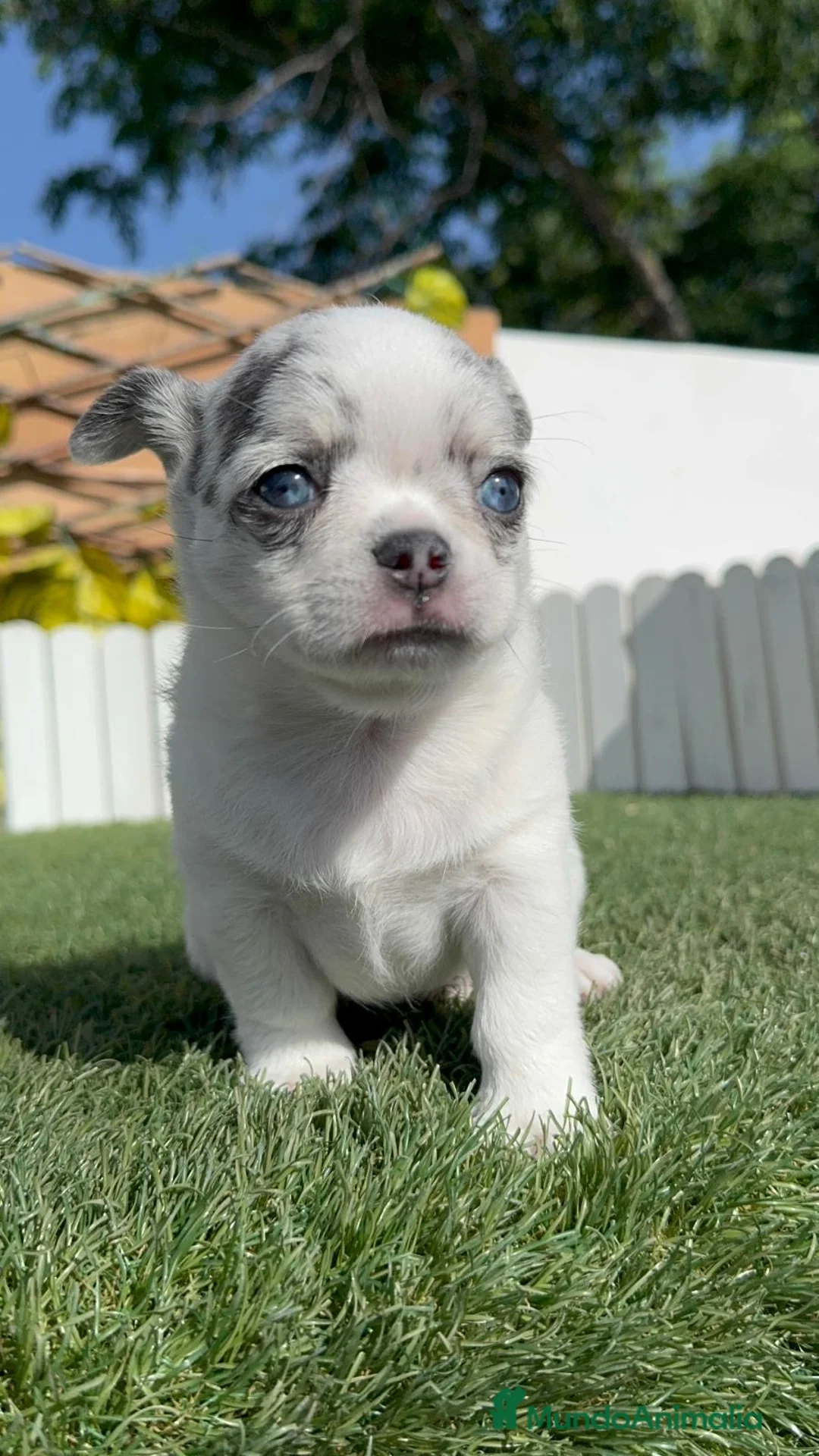 Chihuahua perros en venta: CHIHUAHUA MERLE  - Anuncio 25