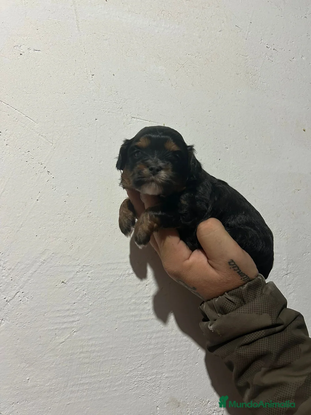 Shihpoo perros en venta: Shihpoo  - Anuncio 5