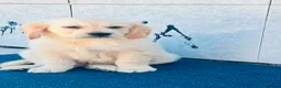 Golden Retriever perros en venta: Golden retriever  - Anuncio 5