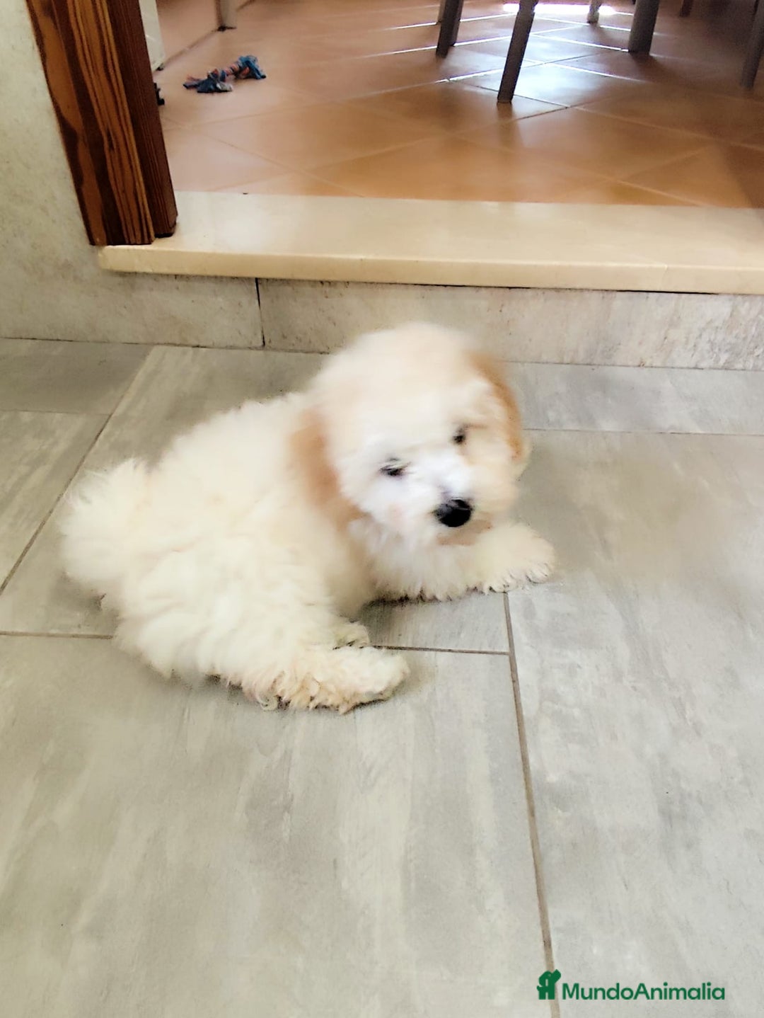 Maltipoo perros en venta: Camada de Maltipoo en Mallorca  - Anuncio 3