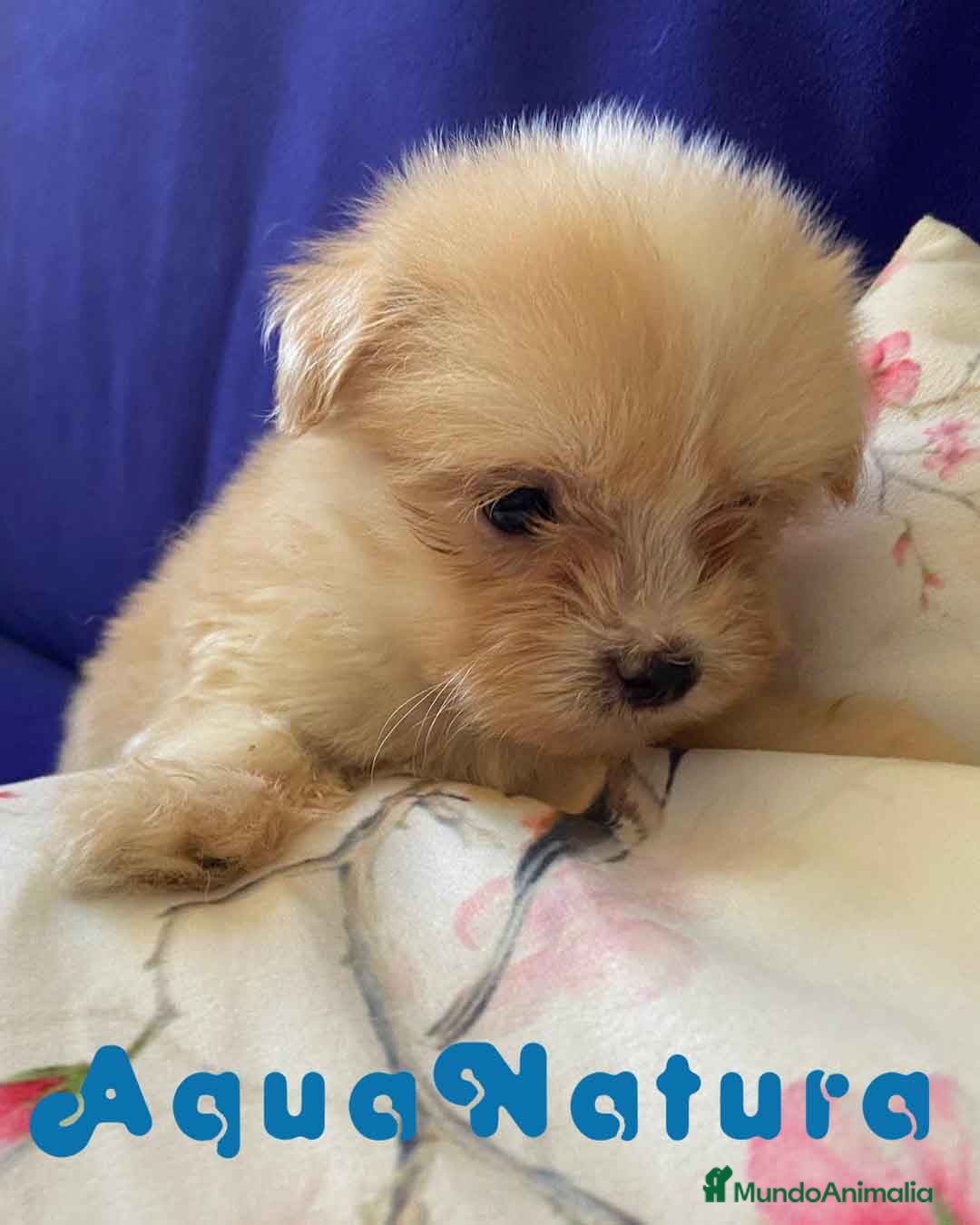 Bichón Habanero perros  Bichon Habanero Macho 6937 de Locaty - AQUANATURA en Barcelona - Anuncio 16