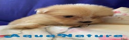 Bichón Habanero perros en venta:  Bichon Habanero Macho 6937 de Locaty - AQUANATURA en Barcelona - Anuncio 1