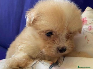 Bichón Habanero perros en Barcelona - Anuncio 17